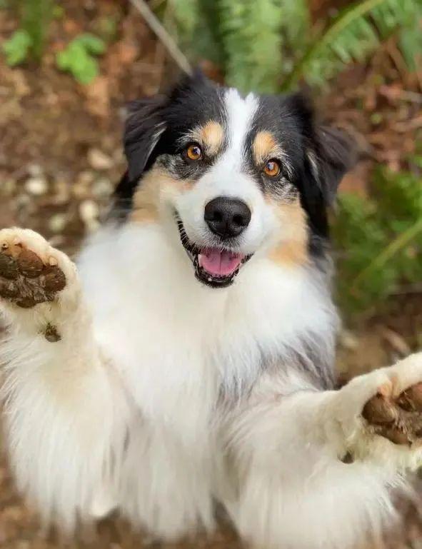 牧羊BOB半岛中国官方网站犬与女主人在家一起做瑜珈狗狗核心超稳！(图1)