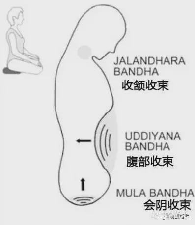 练瑜伽BOB半岛我们不聊腹肌聊腹部收束Bandha（收藏级）(图3)